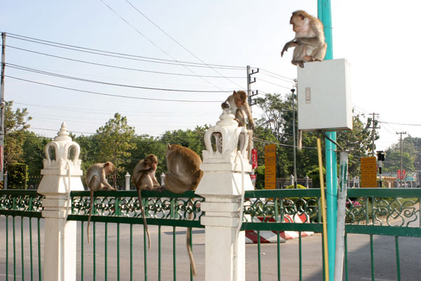 Die kleinen Affen sind in Lopburi überall unterwegs