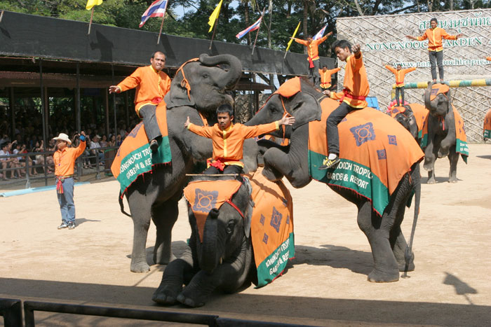 Großes Schlussbild der Elefantenshow