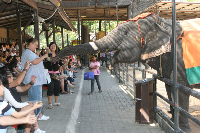 Elefanten werden gefüttert im Nong Nooch Park