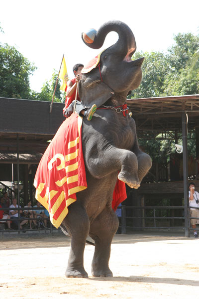 Elefantenshow im Nong Nooch Park
