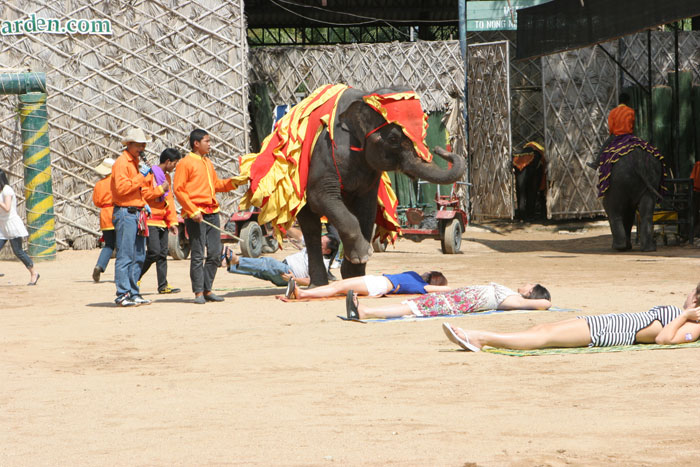 Nervenkitzel pur - die Elefanten steigen vorsichtig über die Touristen