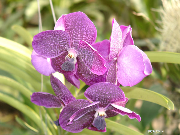 Orchidee in der Siriporn Orchid Farm