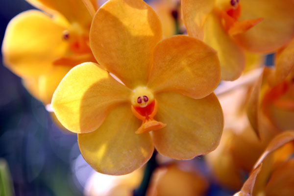 Orchideen mit einem kleinen Gesicht