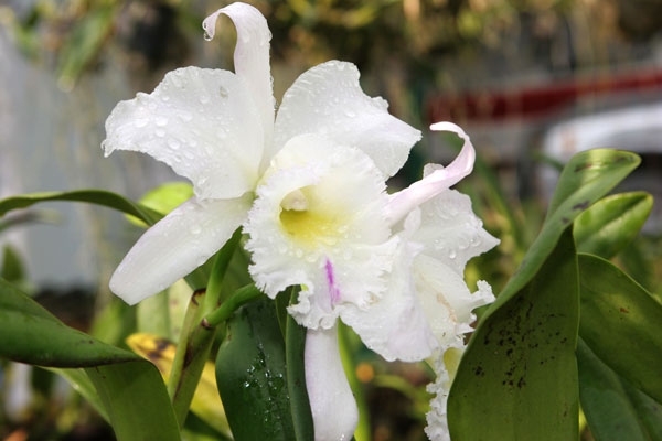 Weisse Orchidee in der Siriporn Orchid Farm
