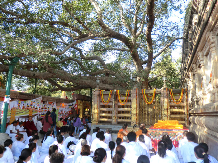 der Bodhi Baum in Indien