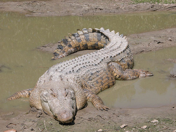 Das Mekong Krokodil