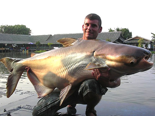 Grosser Catfisch aus dem Mekong